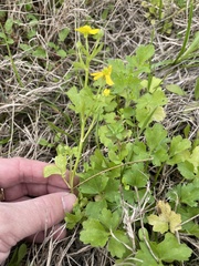 Ranunculus hispidus