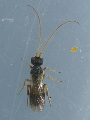 Cheloninae