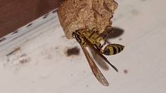 Mischocyttarus basimacula