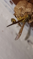 Mischocyttarus basimacula