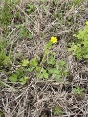 Ranunculus hispidus