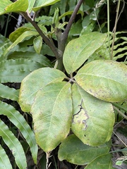 Pseudopanax laetus