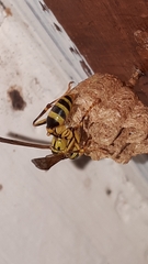 Mischocyttarus basimacula