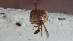 Mischocyttarus basimacula
