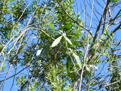 Cissus palmata