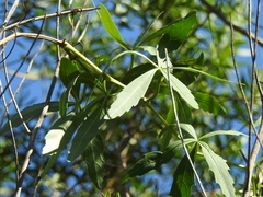 Cissus palmata