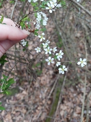 Spiraea prunifolia