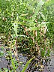 Dichanthelium scoparium