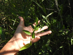 Smilax campestris