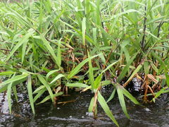 Dichanthelium scoparium