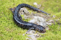 Plethodon albagula
