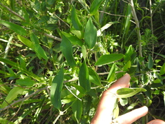 Smilax campestris
