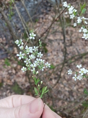 Spiraea prunifolia
