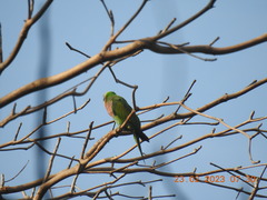 Psittacula alexandri abbotti