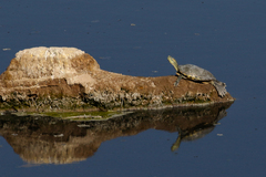 Trachemys hartwegi
