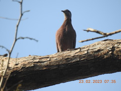 Streptopelia tranquebarica