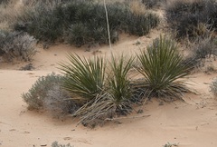 Yucca utahensis