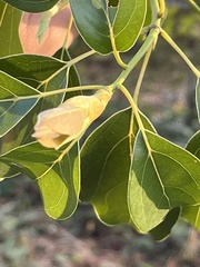 Cinnamomum parthenoxylon