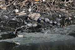 Trachemys hartwegi