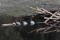 Trachemys hartwegi