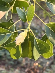 Cinnamomum parthenoxylon