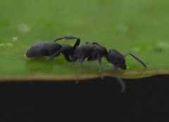 Platythyrea punctata