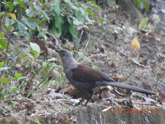 Centropus andamanensis