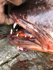 Lutjanus cyanopterus