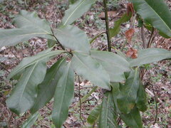 Magnolia grandiflora