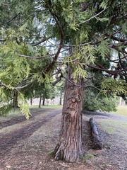 Calocedrus decurrens