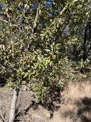 Arbutus arizonica