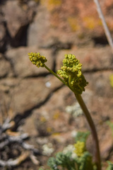 Lomatium papilioniferum