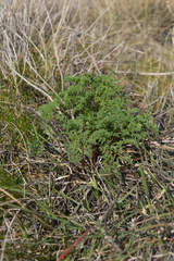 Lomatium papilioniferum
