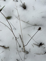 Sanguisorba officinalis