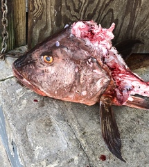 Lutjanus cyanopterus