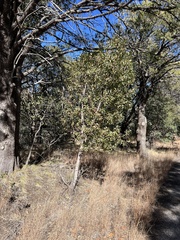 Arbutus arizonica
