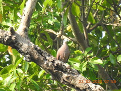 Streptopelia tranquebarica