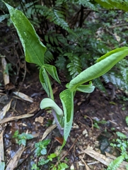 Arisaema ringens