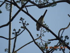 Pericrocotus cinnamomeus