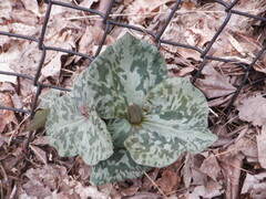 Trillium cuneatum