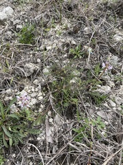 Astragalus distortus