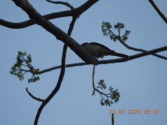 Pericrocotus cinnamomeus