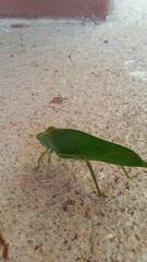 Steirodon