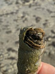 Clibanarius longitarsus