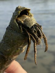 Clibanarius longitarsus