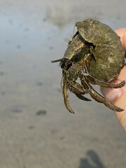 Clibanarius longitarsus