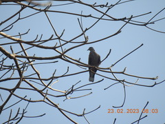 Streptopelia tranquebarica
