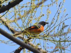 Pericrocotus cinnamomeus