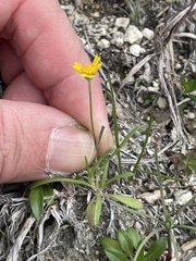 Tetraneuris linearifolia