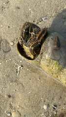 Clibanarius longitarsus